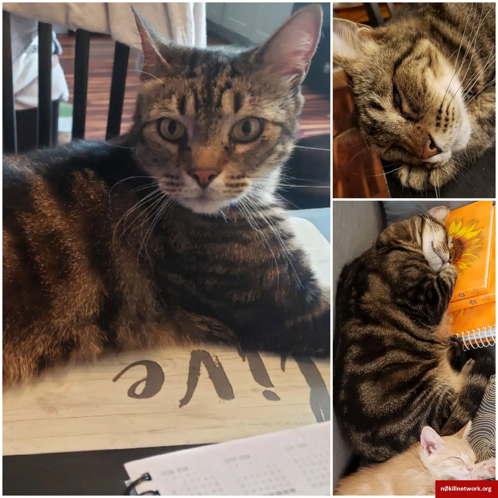 Lost cat in Arlington, TX, 76016