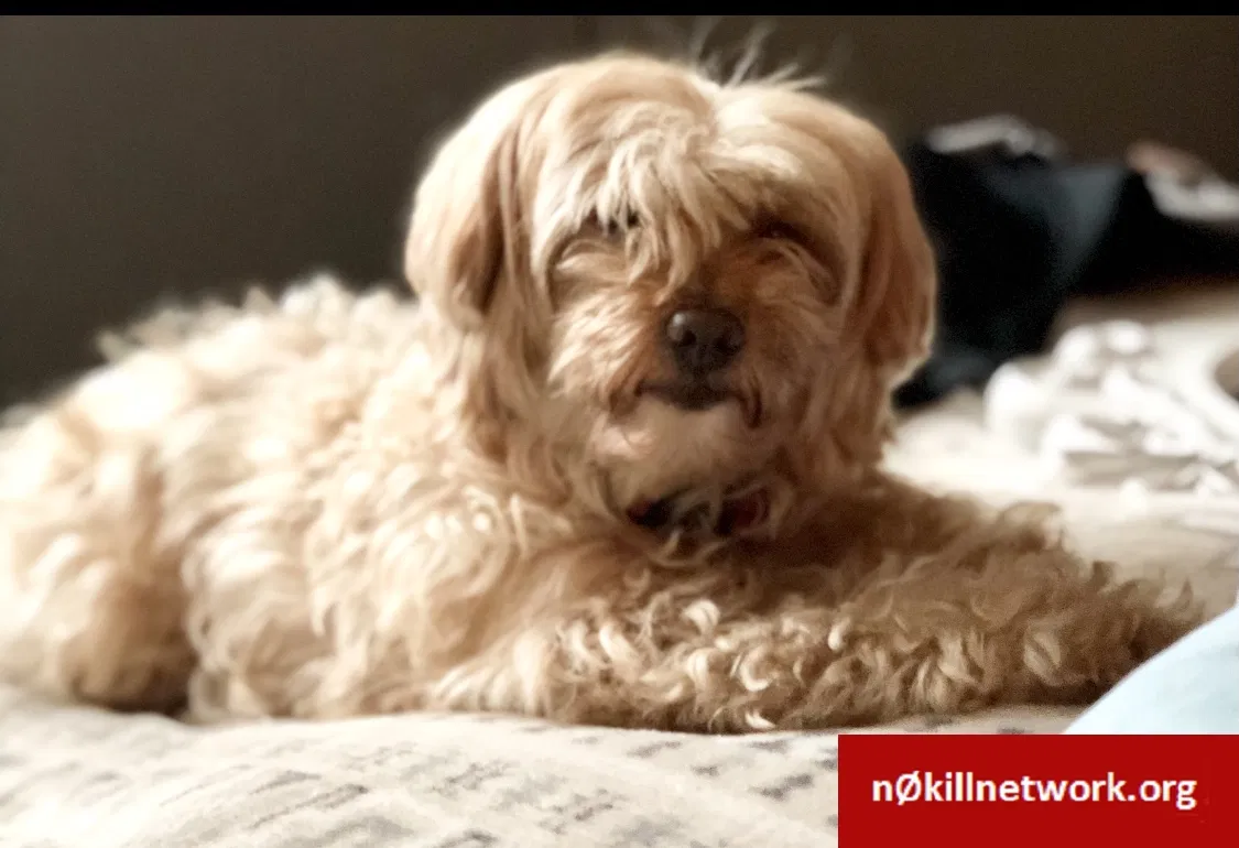 Lost dog in Cincinnati, OH, 45245