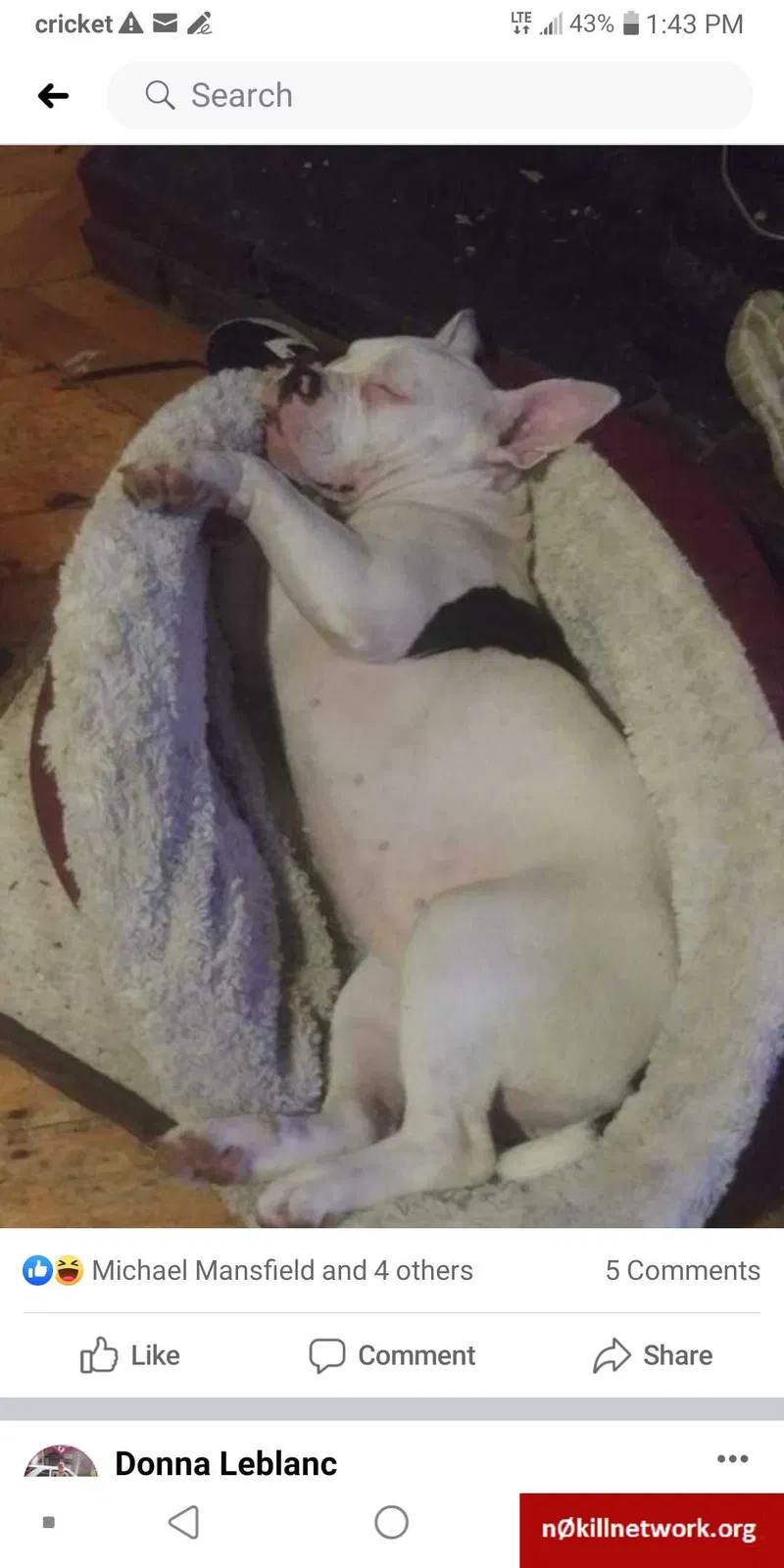 Lost dog in Worcester, MA, 1605