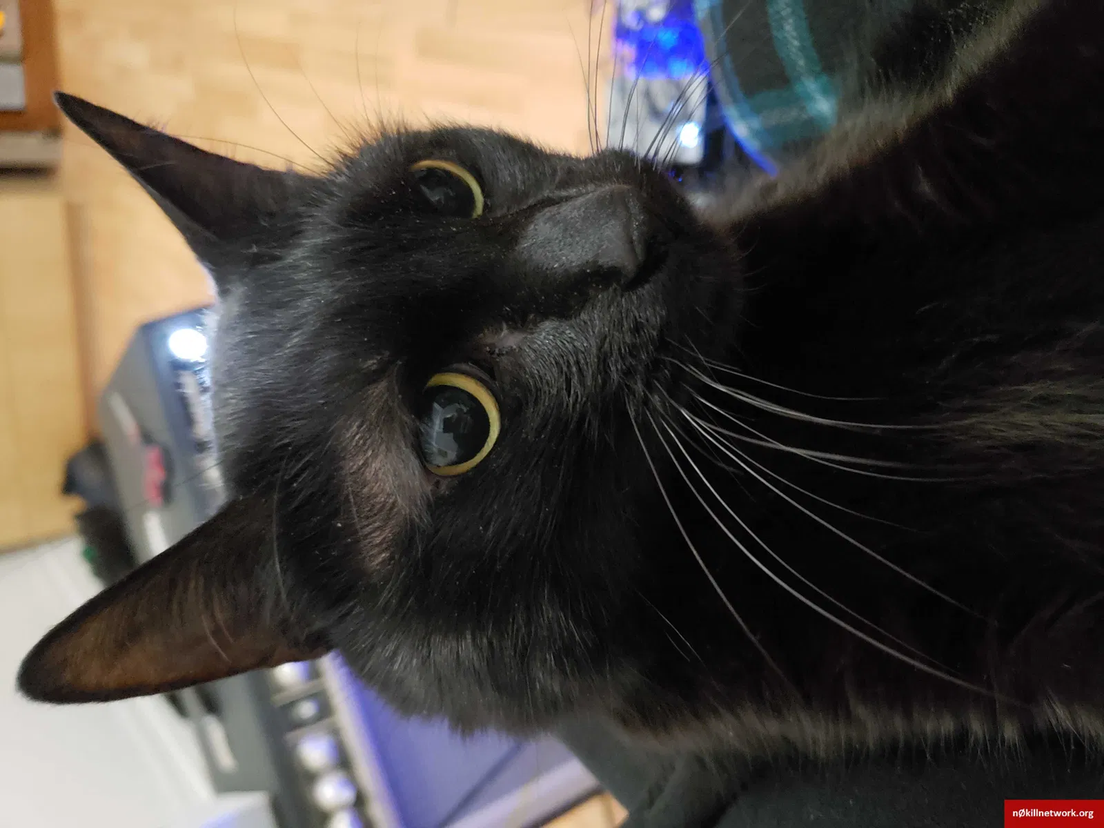 Lost cat in Jersey City, NJ, 7307