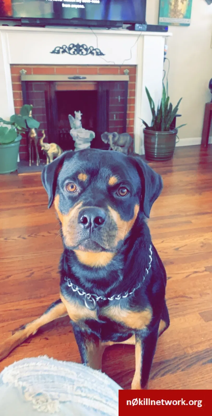 Lost dog in Ogden, UT, 84404