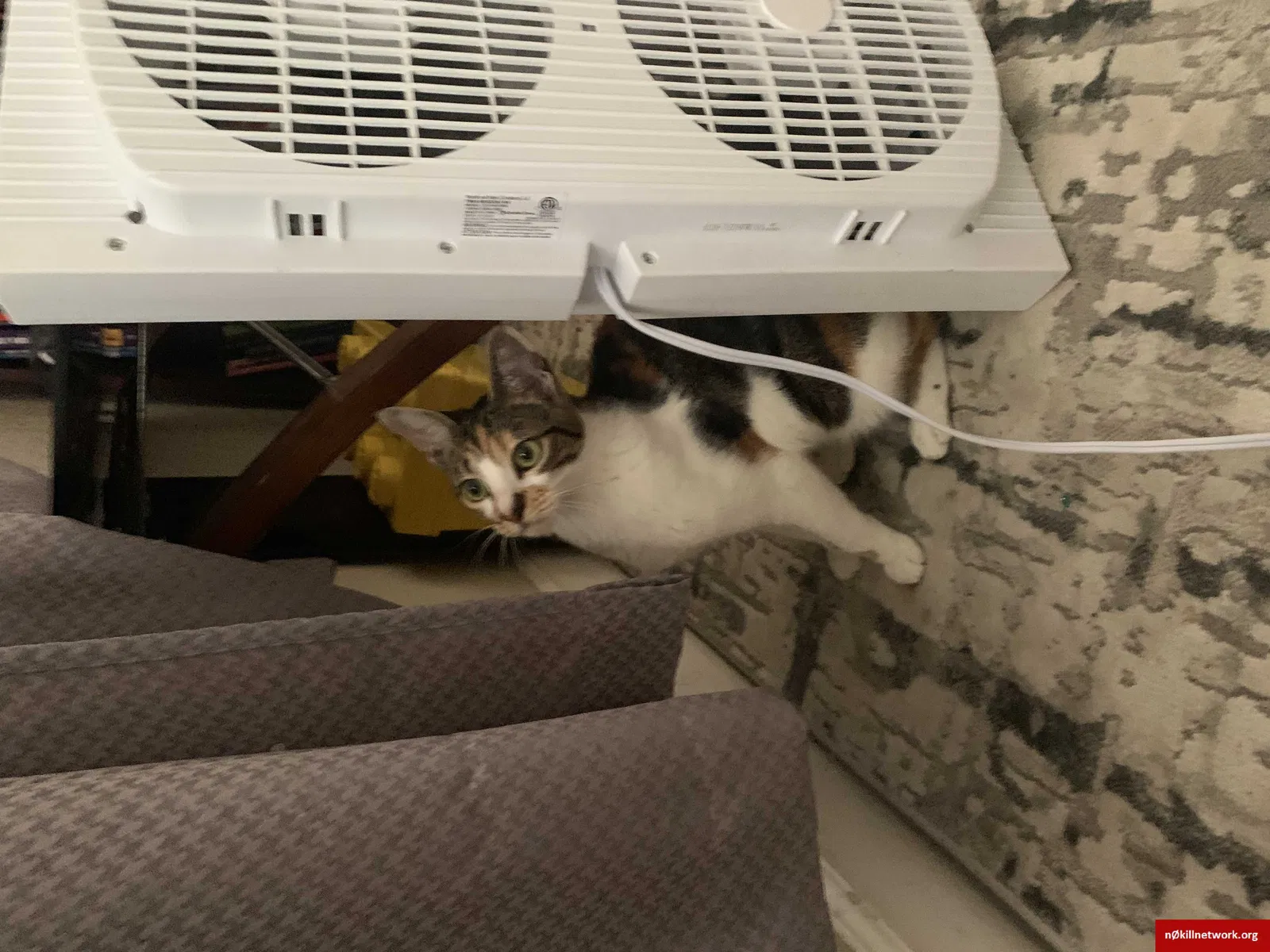 Lost cat in Sunnyvale, CA, 94086