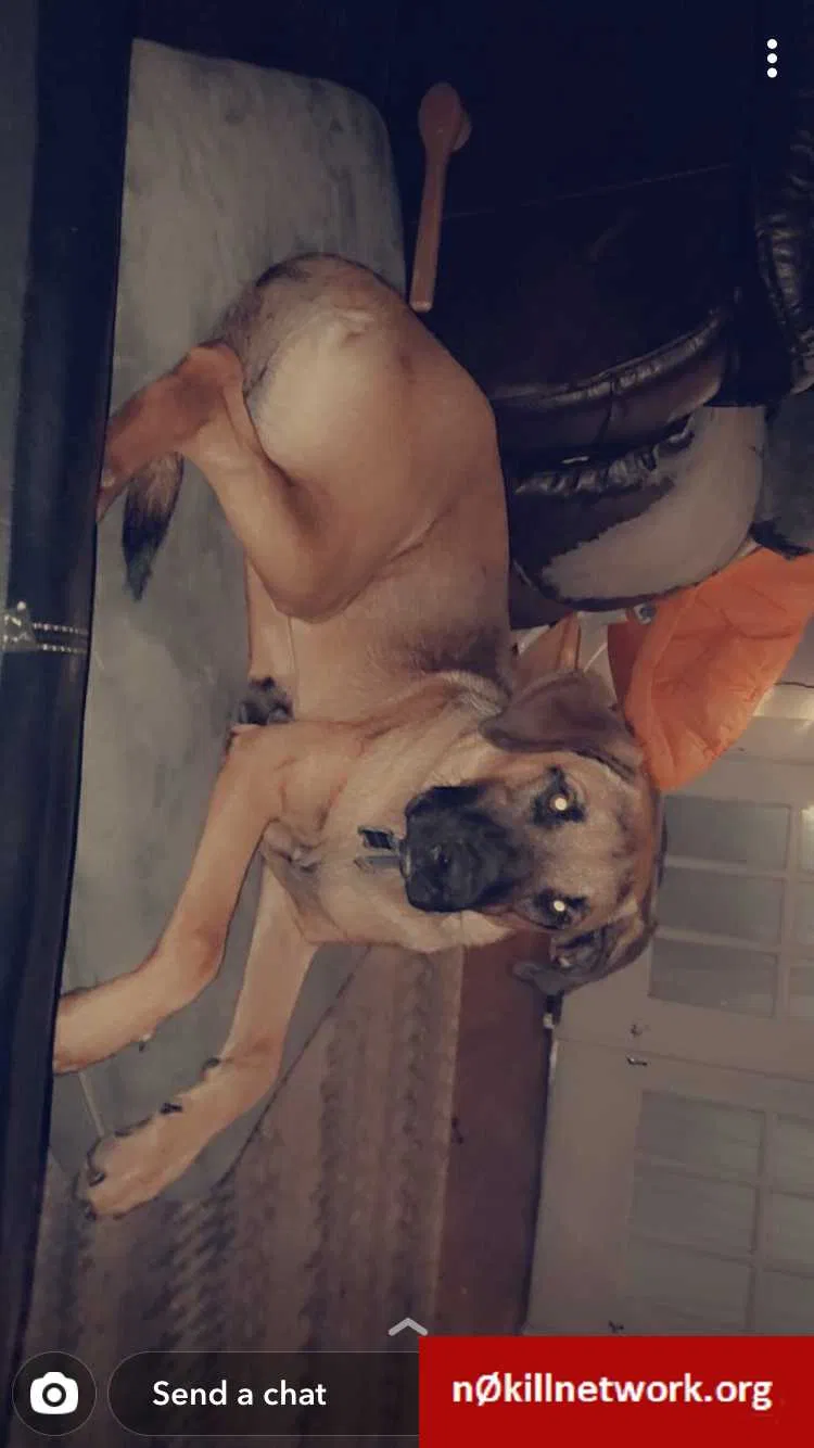 Lost dog in Anderson, SC, 29621