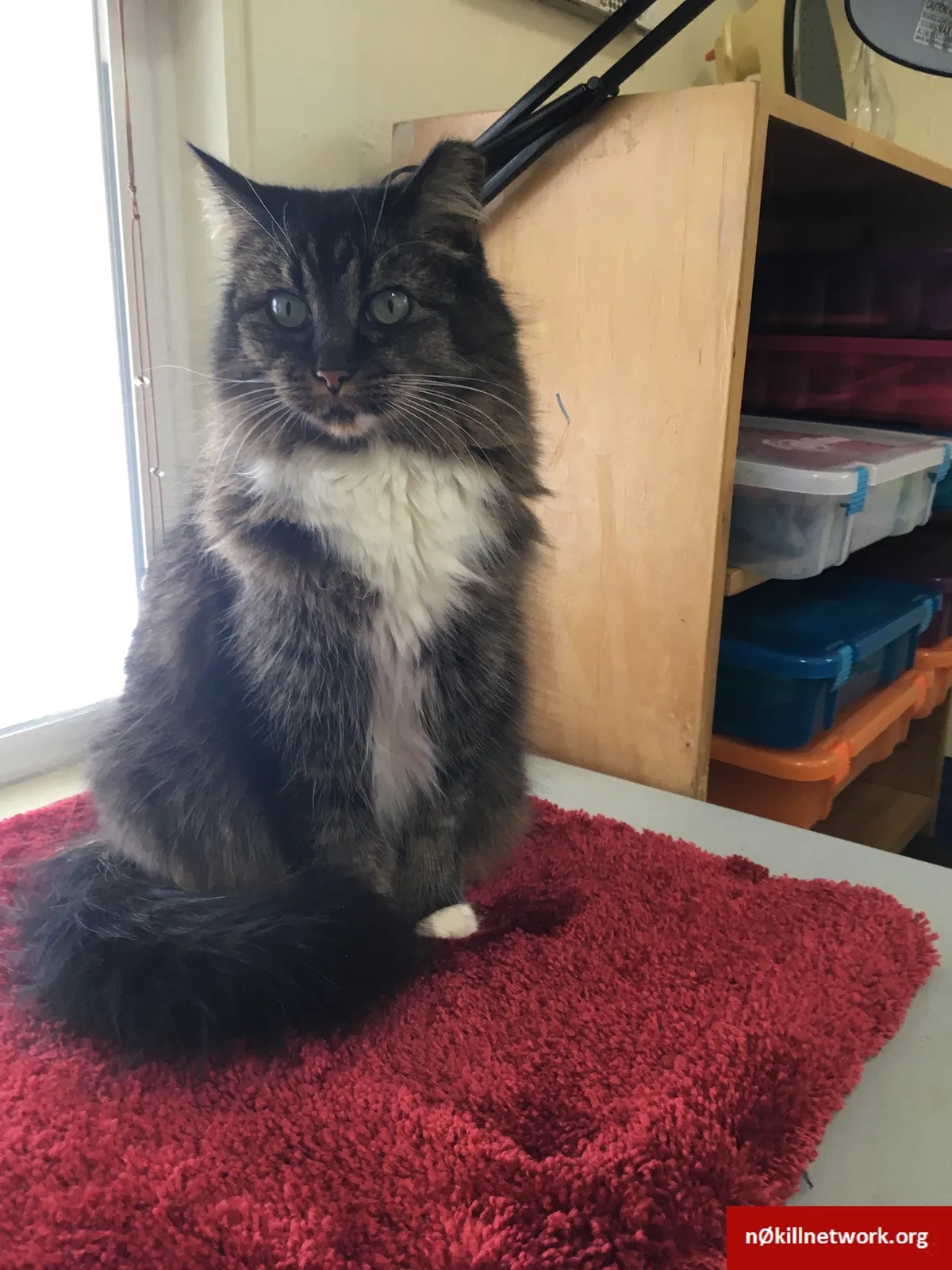 Lost cat in Englewood, CO, 80110