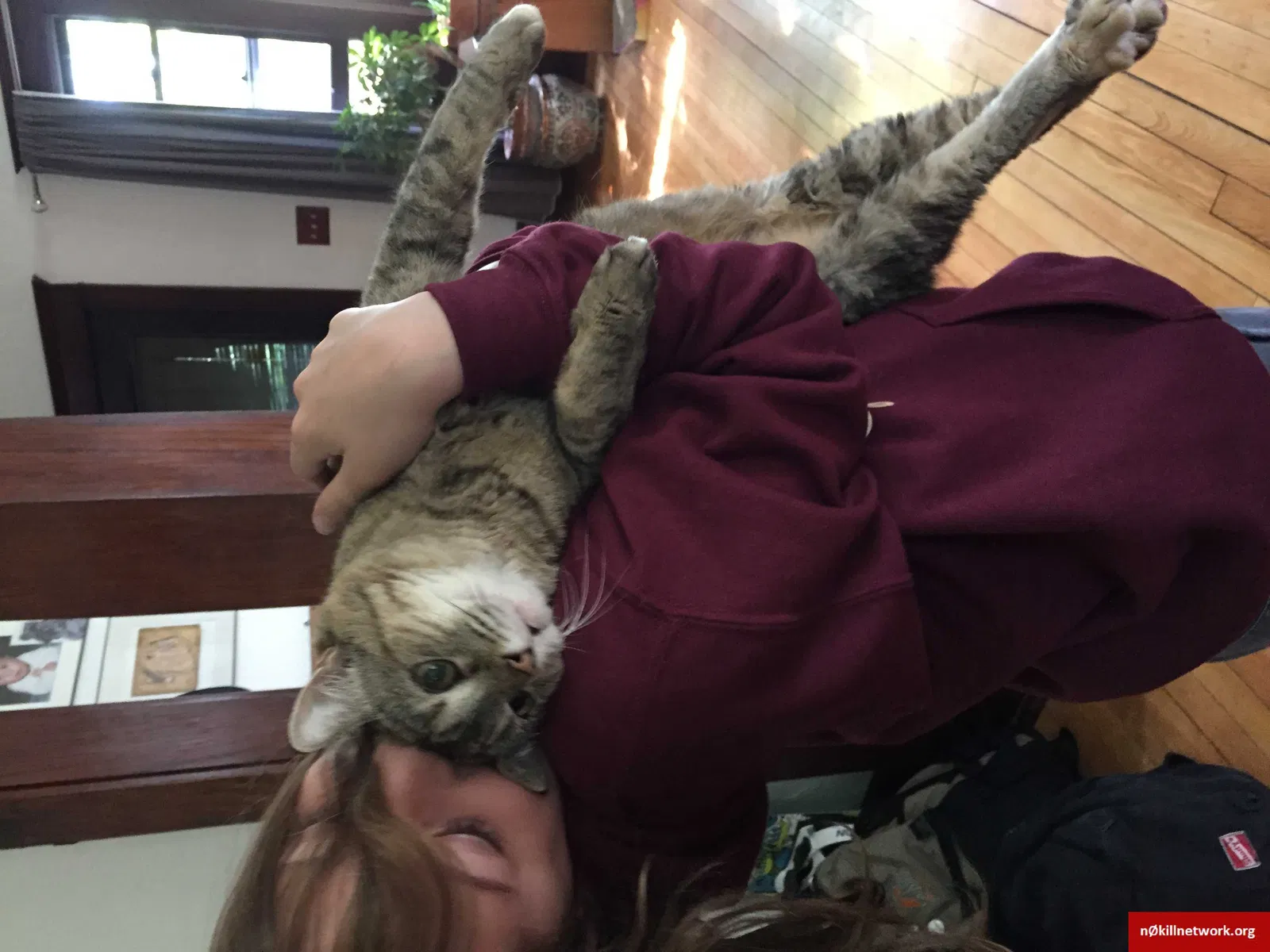 Lost cat in Minneapolis, MN, 55406
