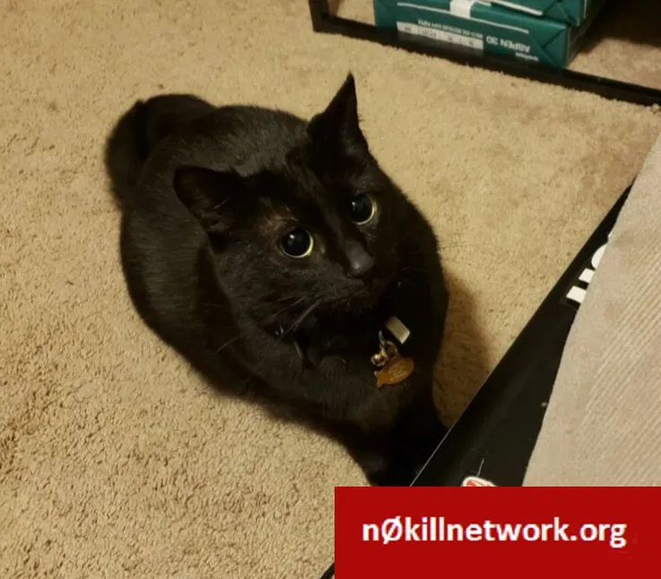Lost cat in San Diego, CA, 92124