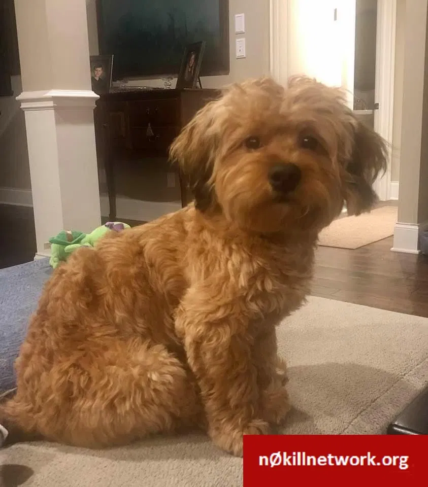 Lost dog in Corryton, TN, 37721