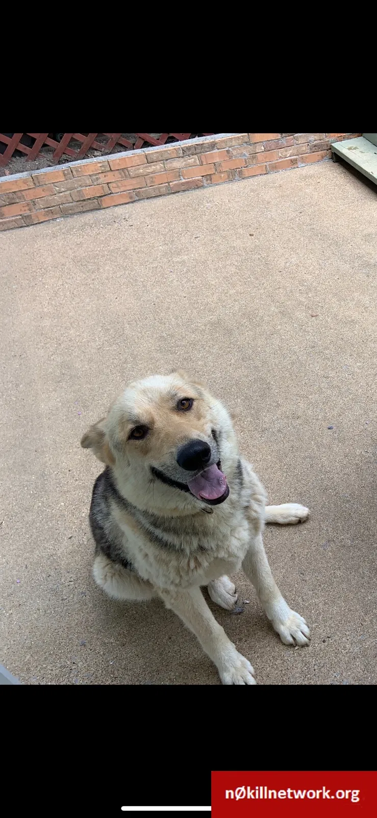 Lost dog in Chattanooga, TN, 37421