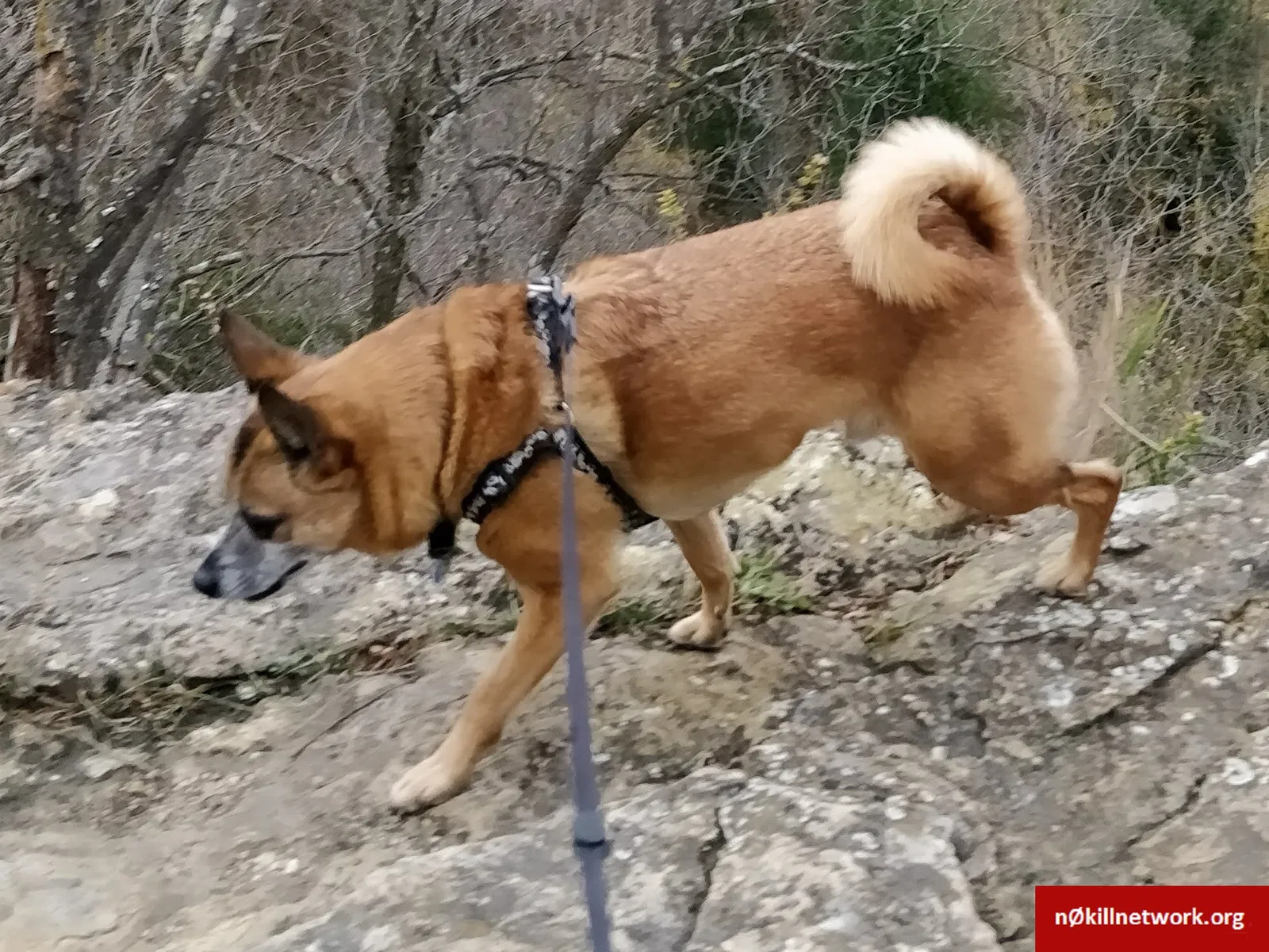 Lost dog in Rochester, MN, 55902