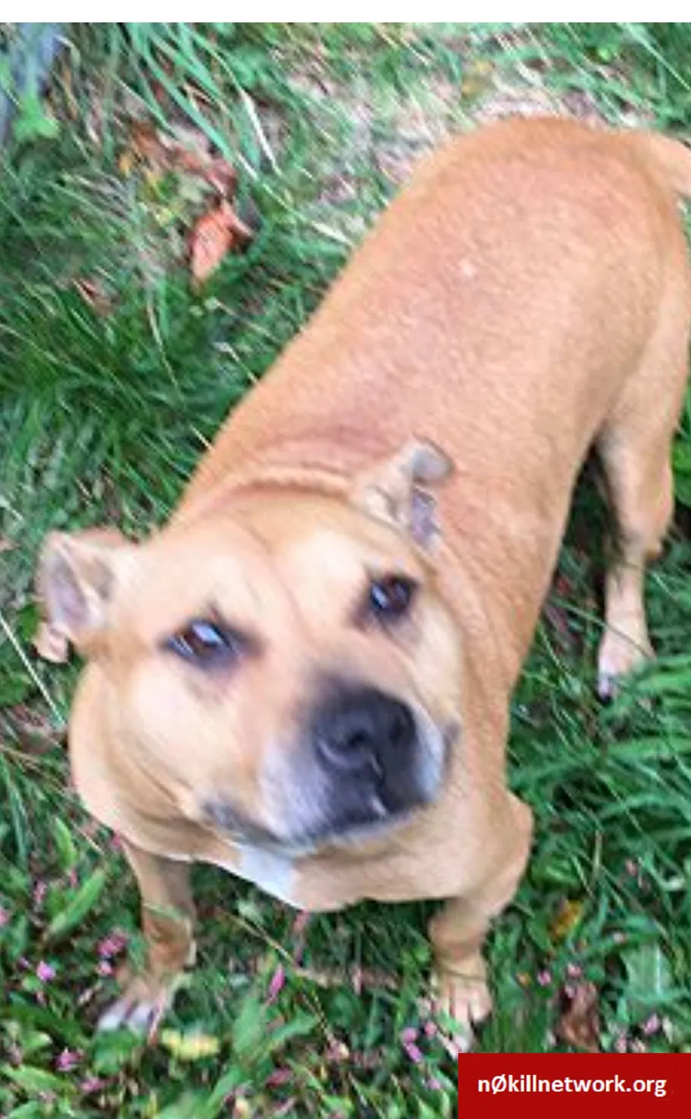 Lost dog in Springfield, MA, 1118
