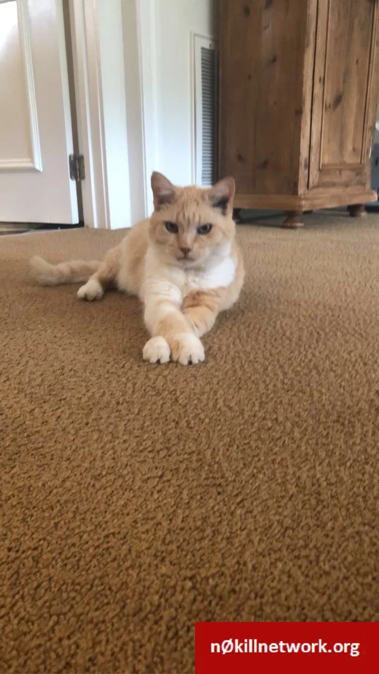 Lost cat in Rock Hill, SC, 29732