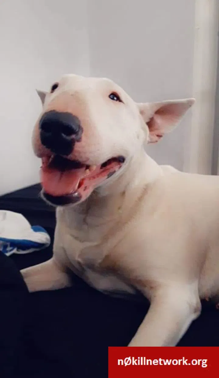 Lost dog in Ontario, CA, 91764