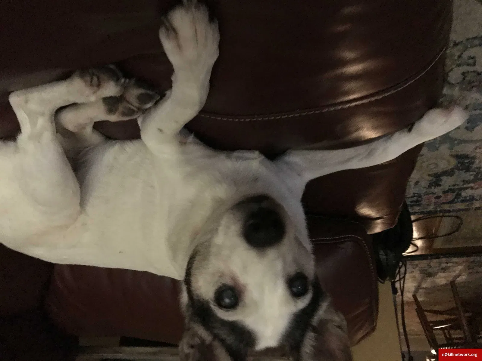 Lost dog in Metairie, LA, 70003