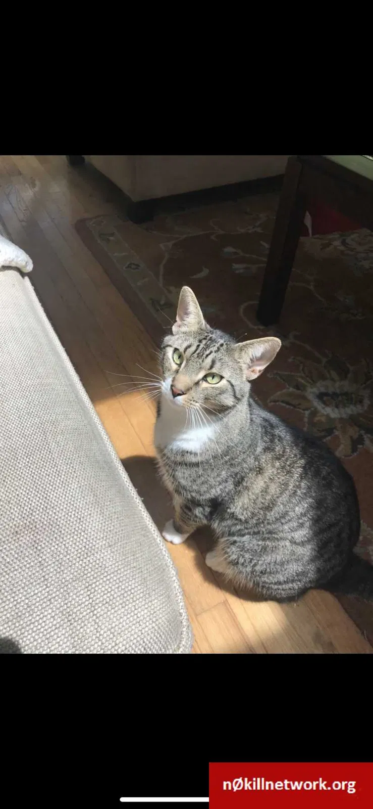 Lost cat in Stamford, CT, 6904