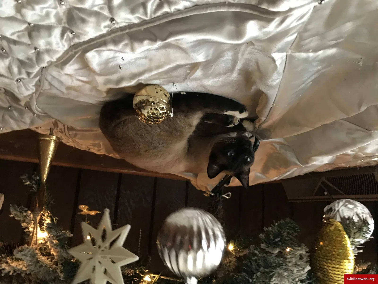 Lost cat in Lewisville, NC, 27023