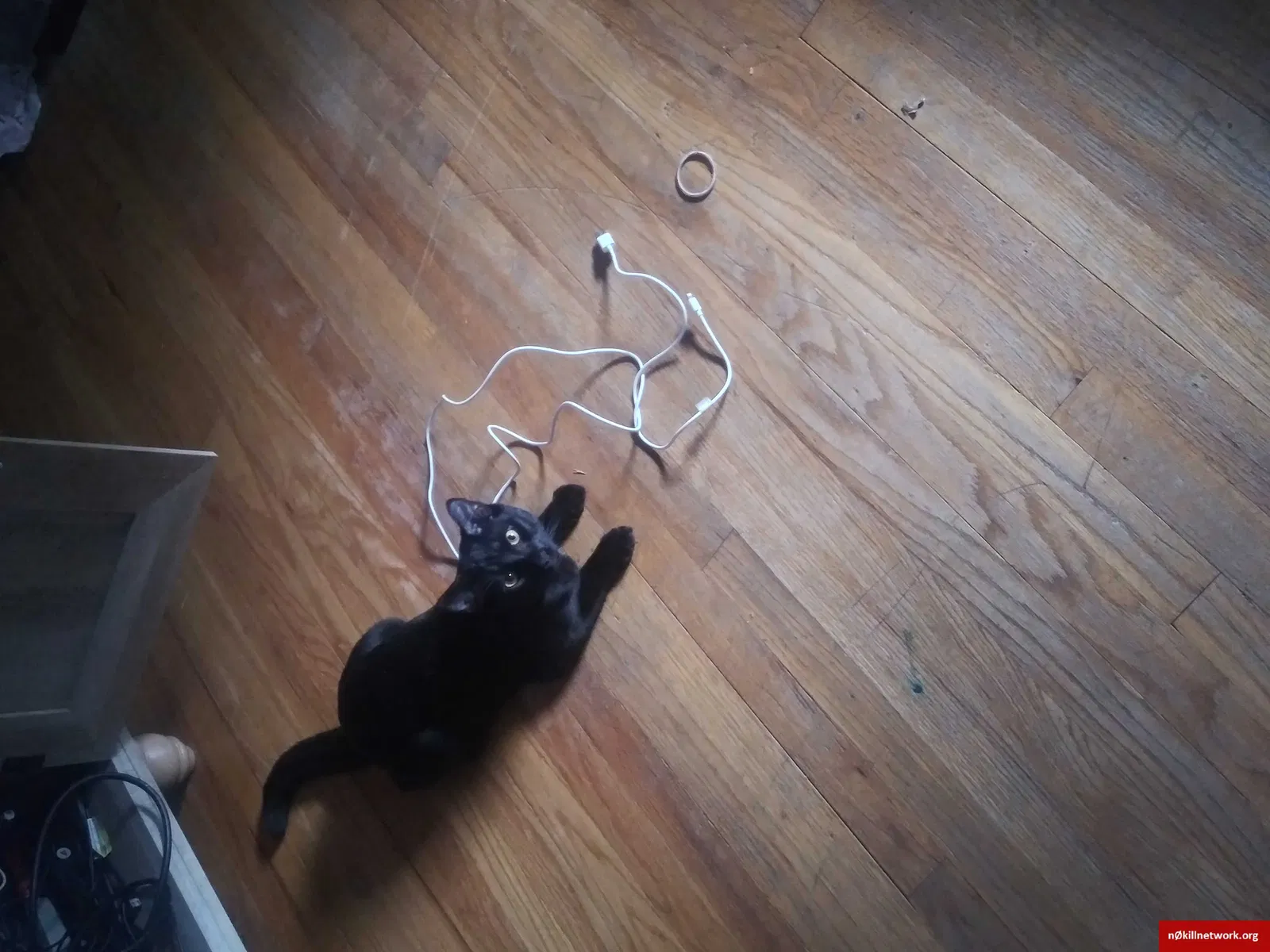 Lost cat in Enfield, CT, 6082