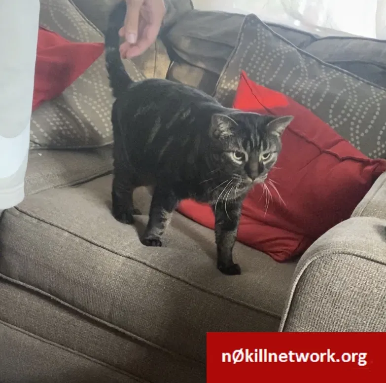 Lost cat in Haledon, NJ, 7508