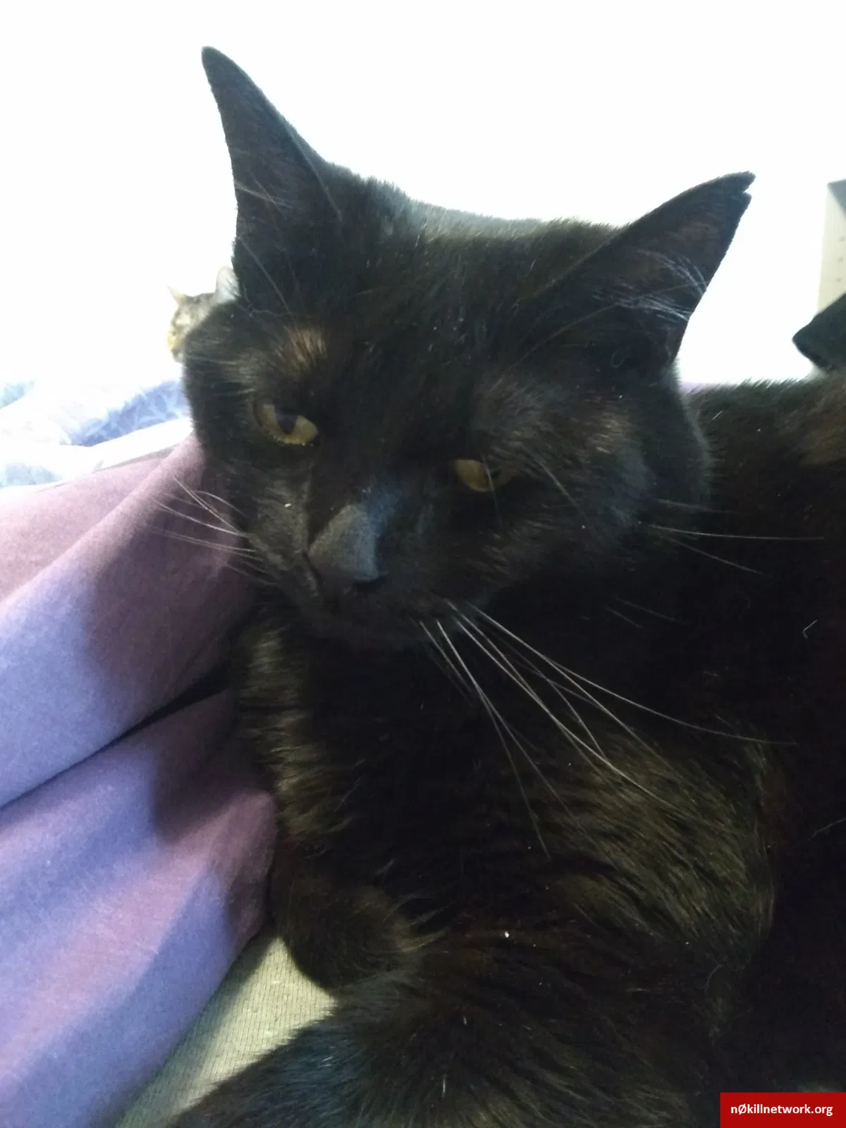 Lost cat in Milwaukee, WI, 53225