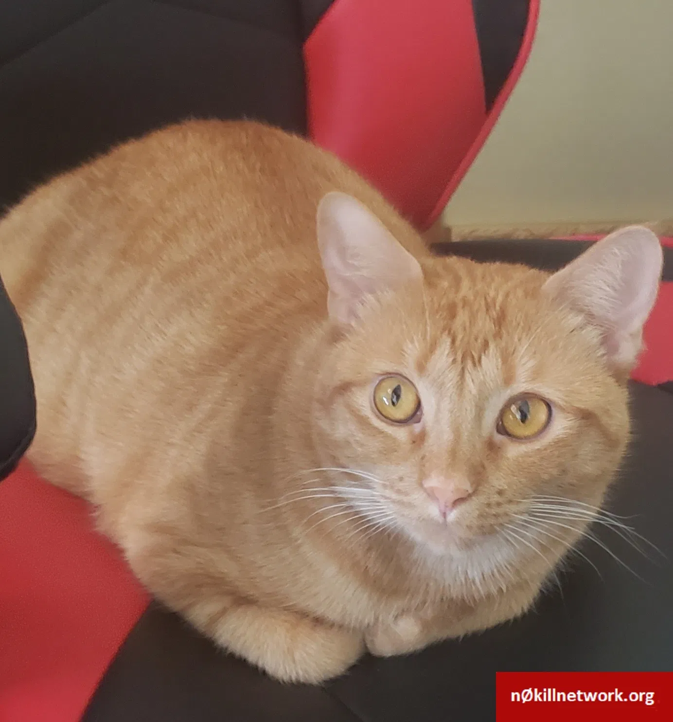 Lost cat in Broussard, LA, 70518