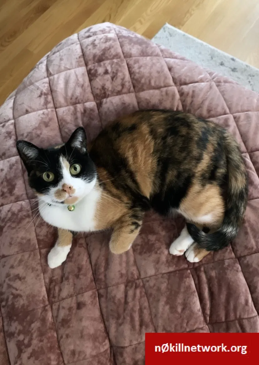 Lost cat in Buffalo, NY, 14201