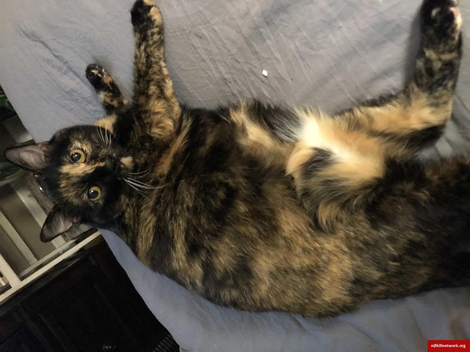 Lost cat in Colorado Springs, CO, 80907