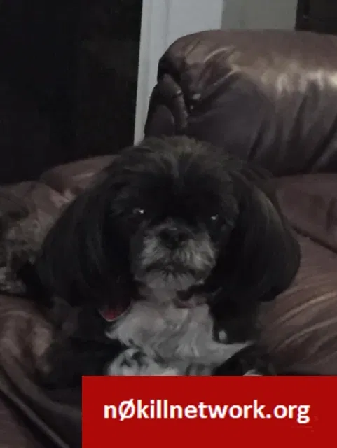 Lost dog in Fort Mill, SC, 29708