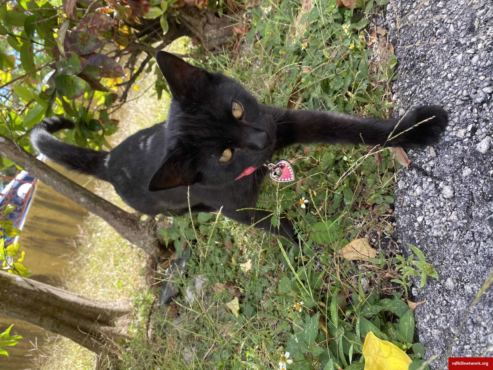 Lost cat in Miami, FL, 33155