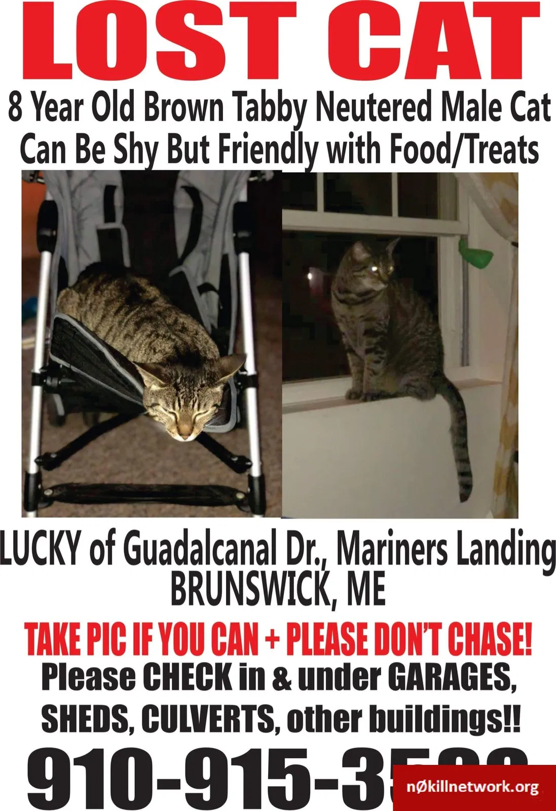 Lost cat in Brunswick, ME, 4011