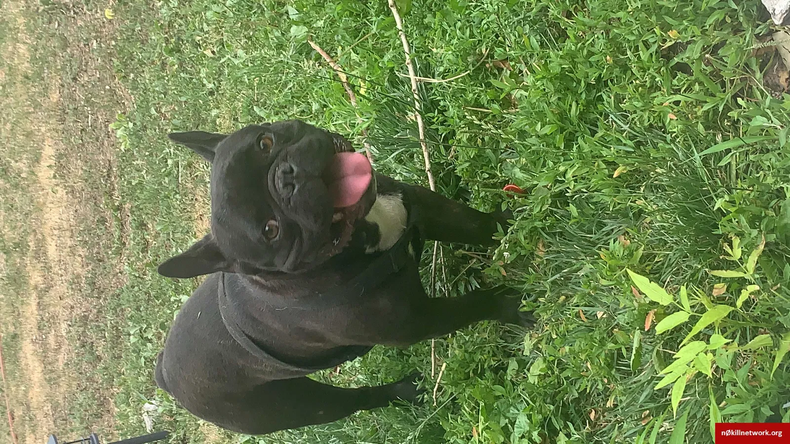 Lost dog in Denver, CO, 80219