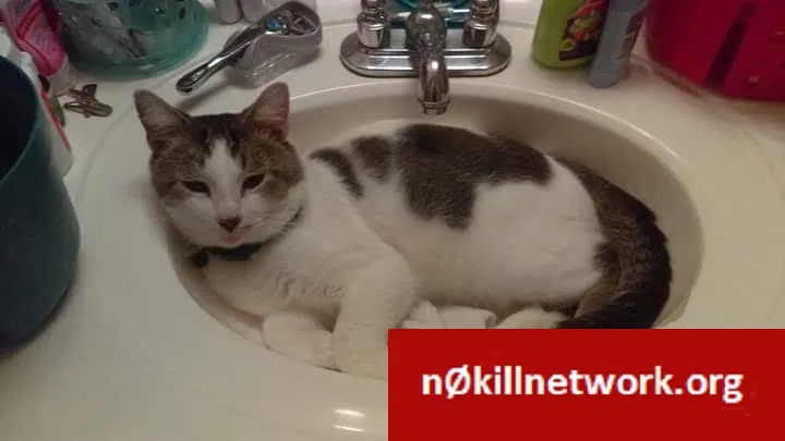 Lost cat in Covington, KY, 41014