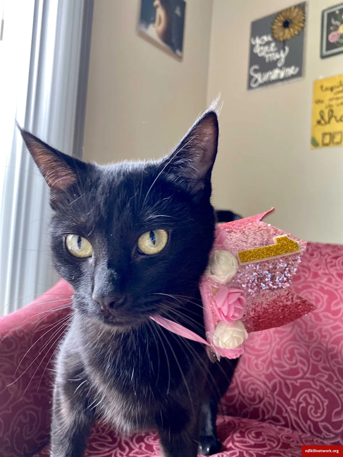 Lost cat in Sacramento, CA, 95826