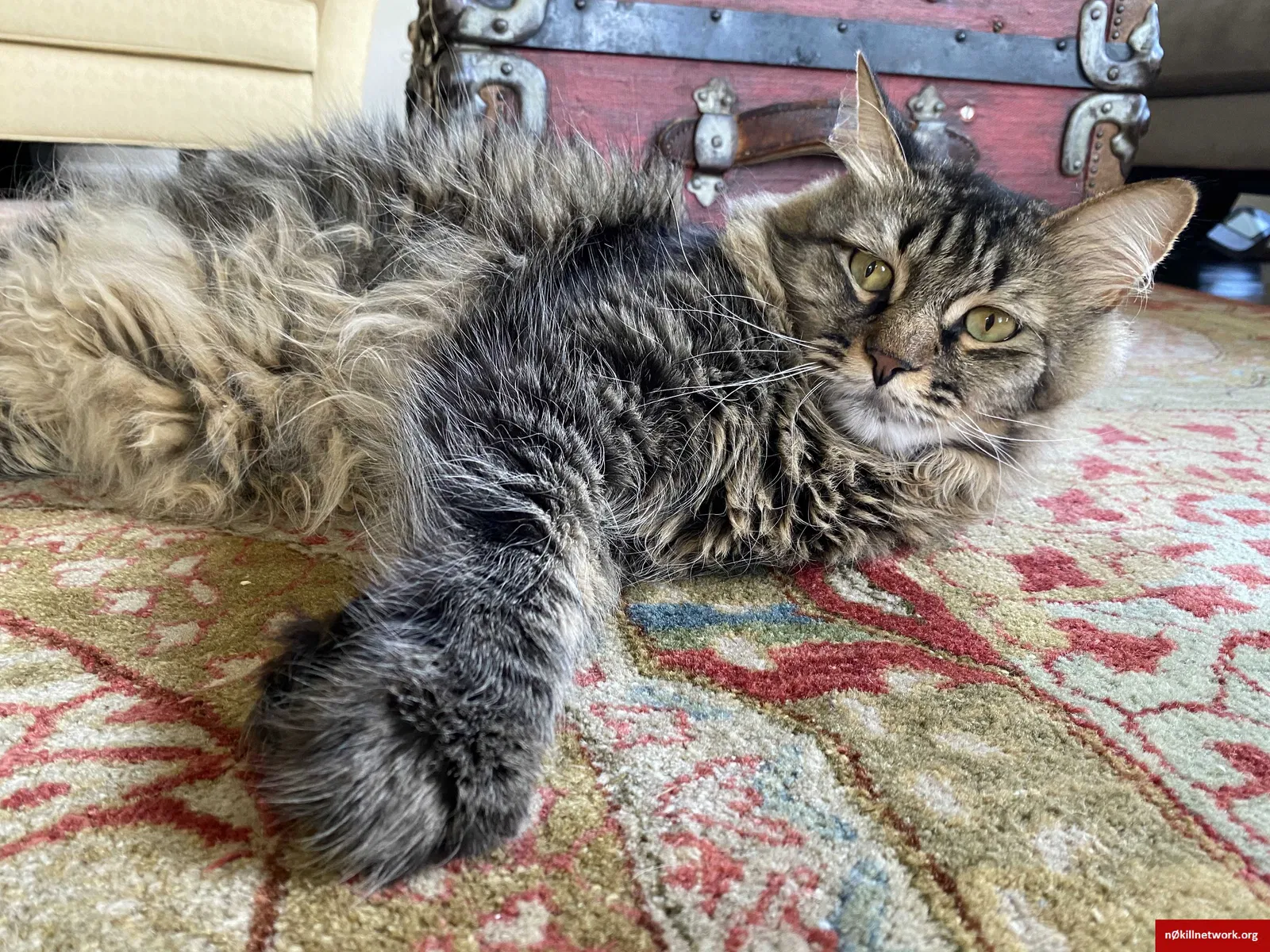Lost cat in Fairfax, VA, 22031