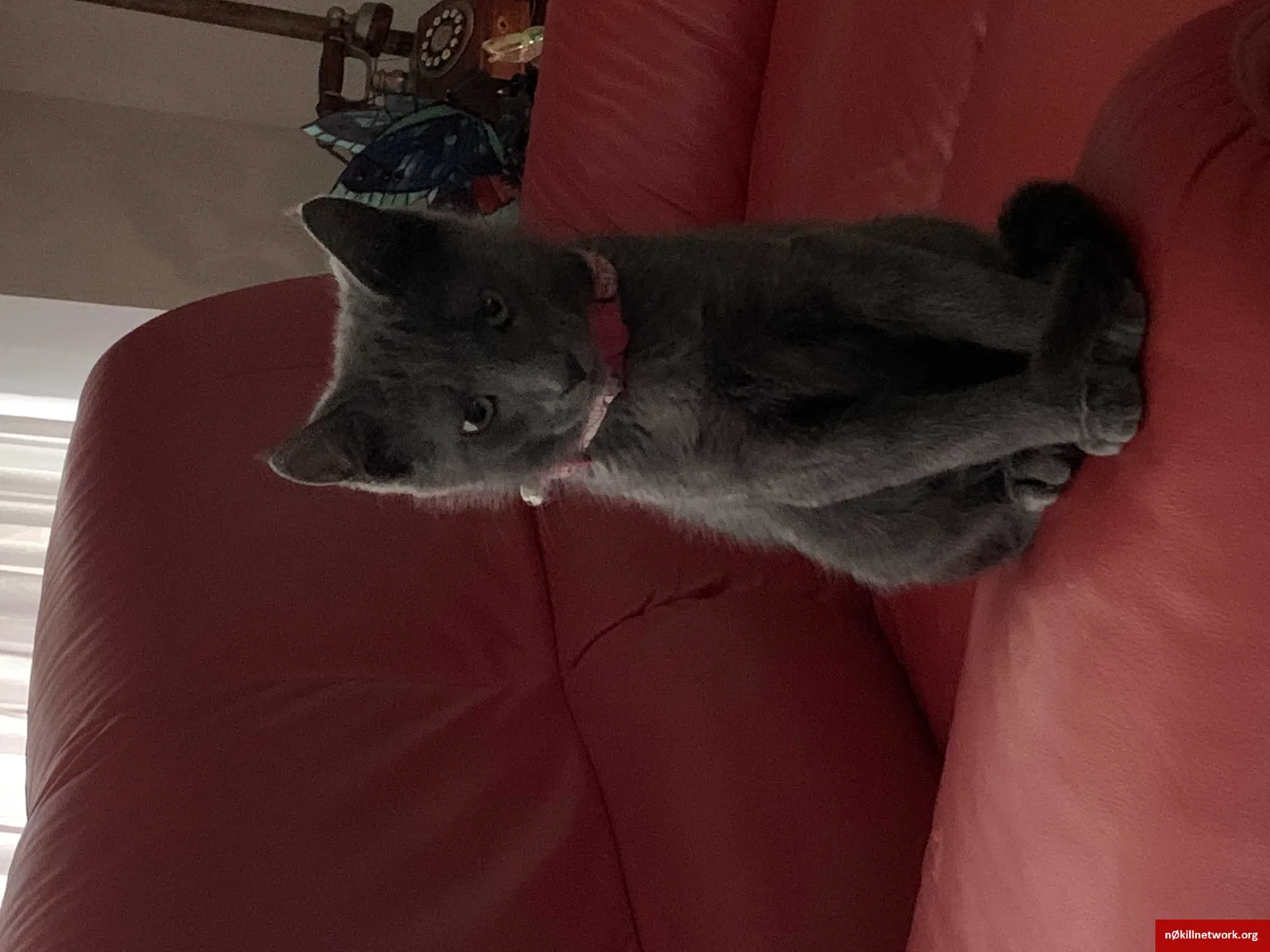 Lost cat in Unknown, FL, 333157