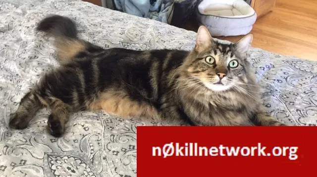 Lost cat in Napa, CA, 94559