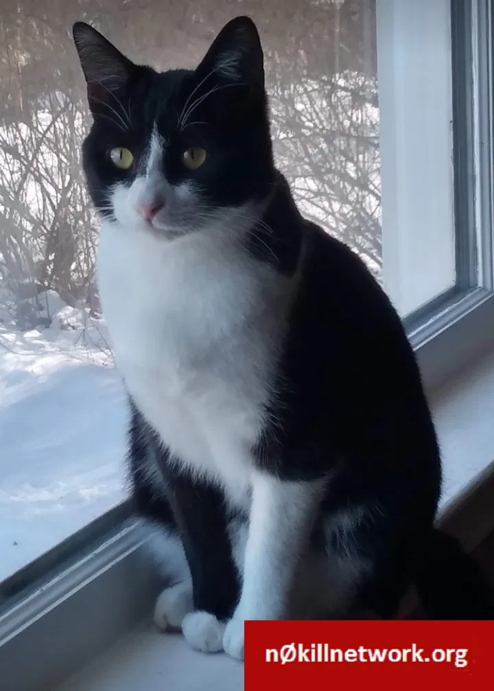 Lost cat in Derry, NH, 3038