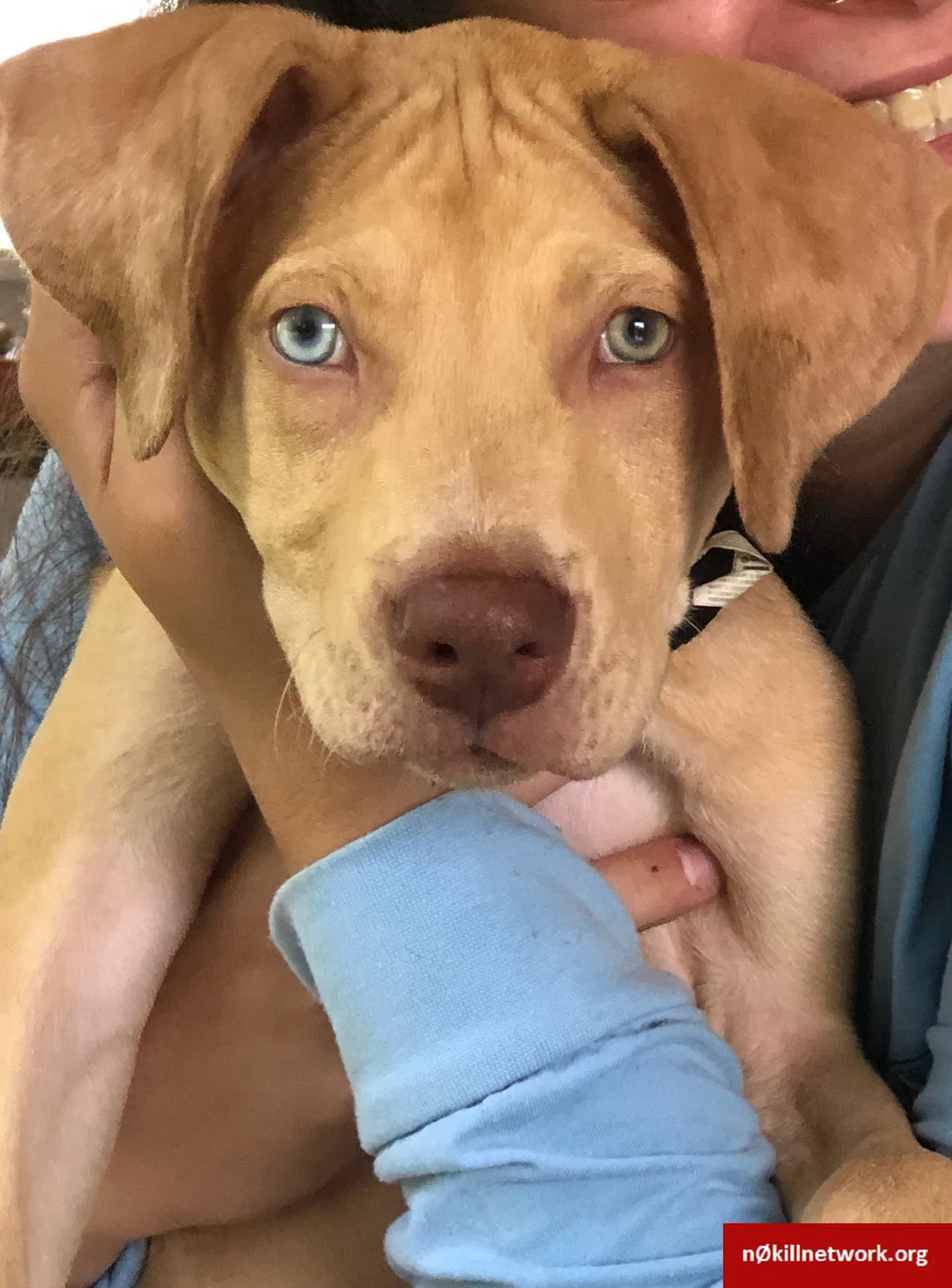 Lost dog in Melbourne, FL, 32935