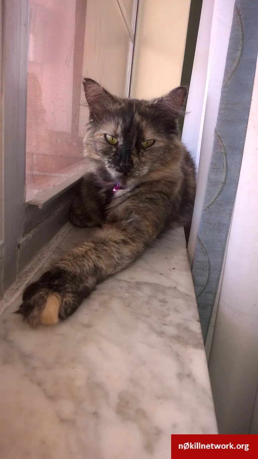 Lost cat in Hollywood, FL, 33021
