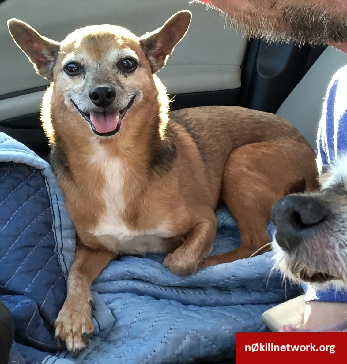 Lost dog in Portland, OR, 97206