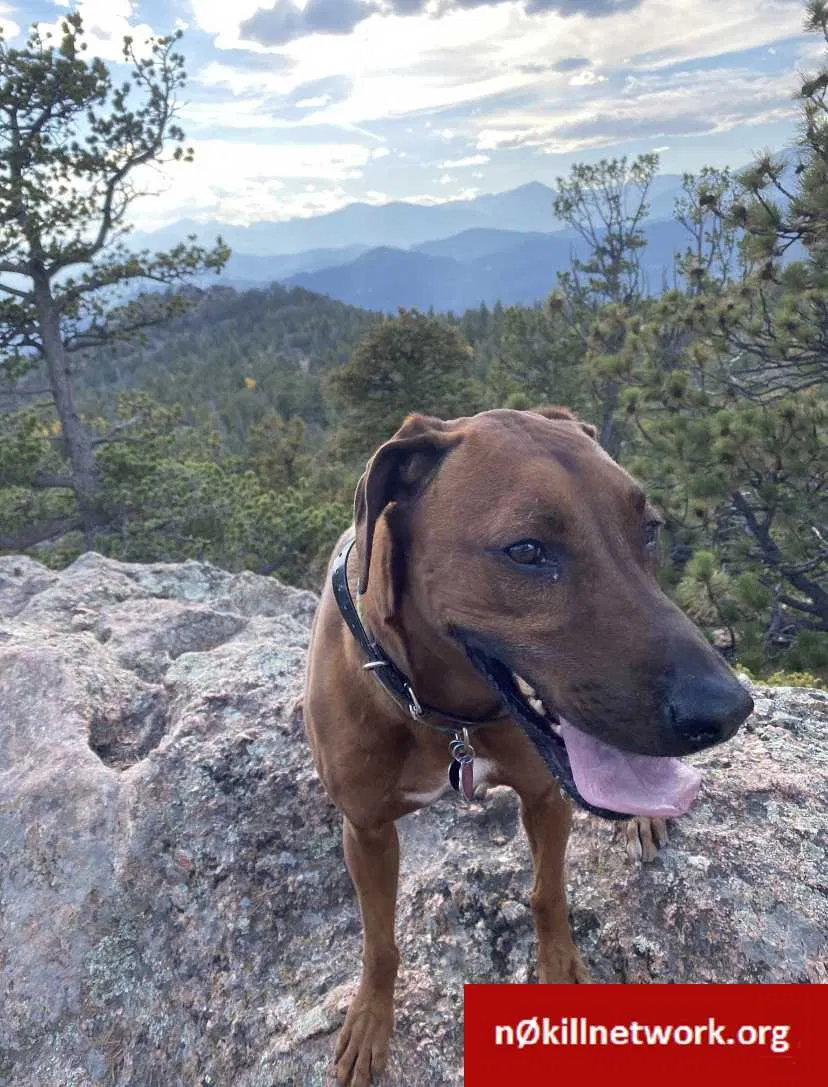 Lost dog in Lyons, CO, 80540