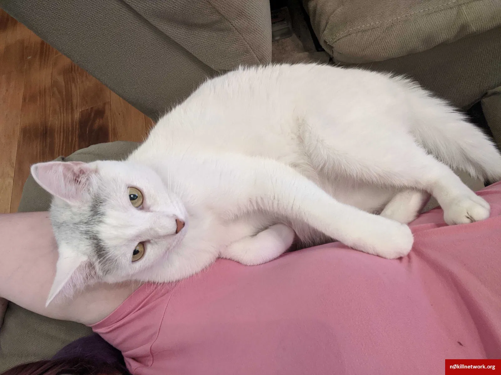 Lost cat in Baton Rouge, LA, 70815
