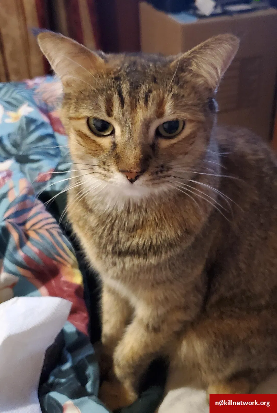 Lost cat in Phoenix, AZ, 85020