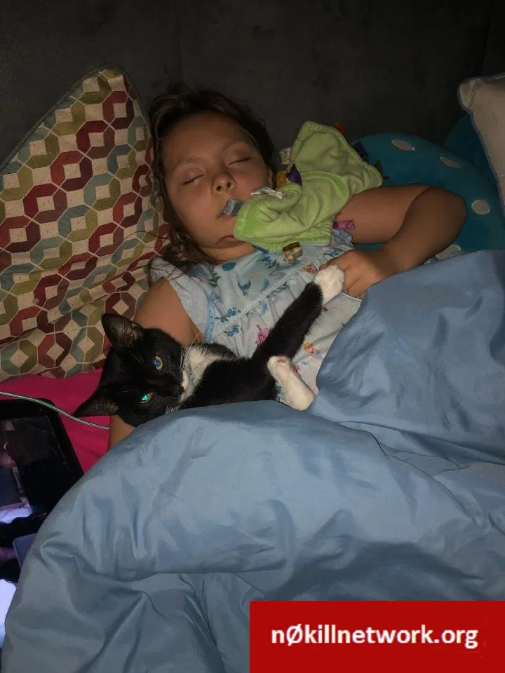 Lost cat in Fayetteville, NC, 28303