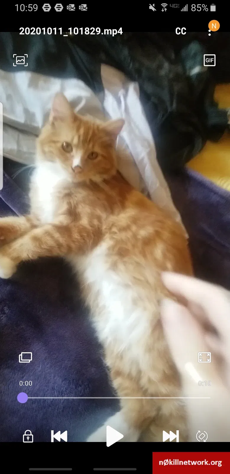 Lost cat in Spokane, WA, 99201