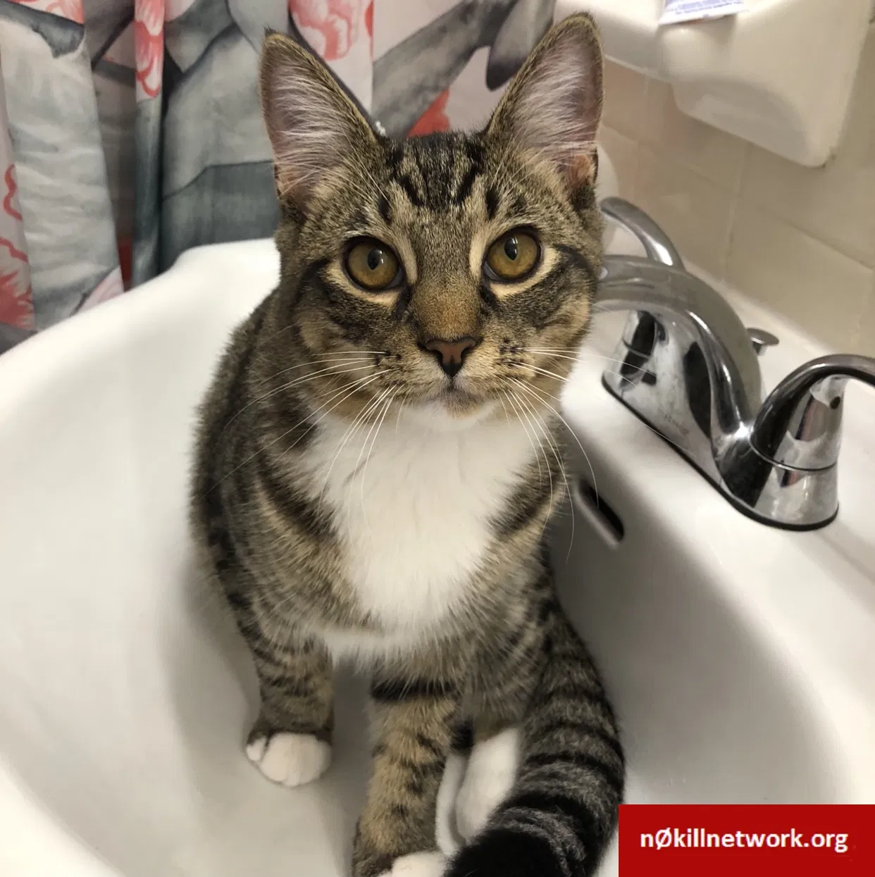 Lost cat in Columbus, OH, 43202