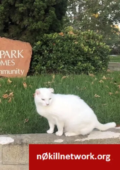 Lost cat in Santa Monica, CA, 90405