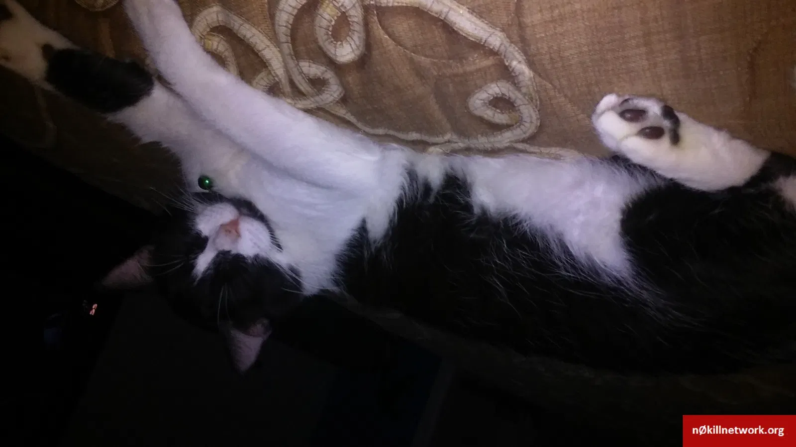 Lost cat in South Bend, IN, 46601