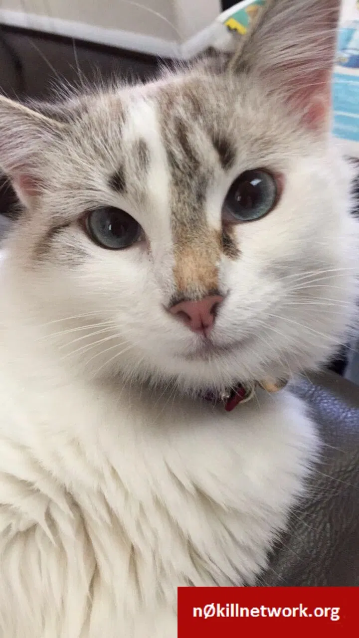 Lost cat in Cypress, TX, 77433