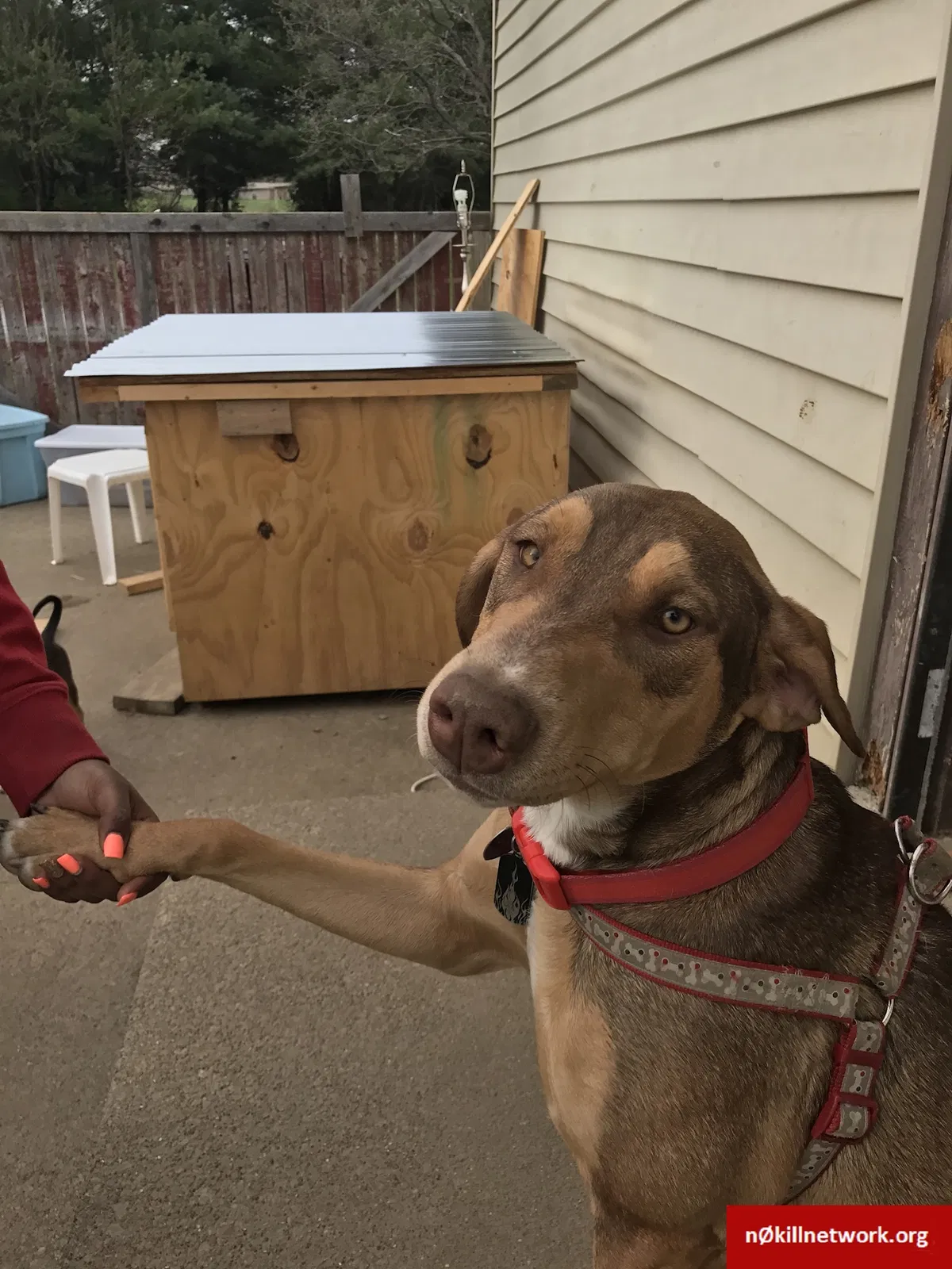Lost dog in Lake Butler, FL, 32054