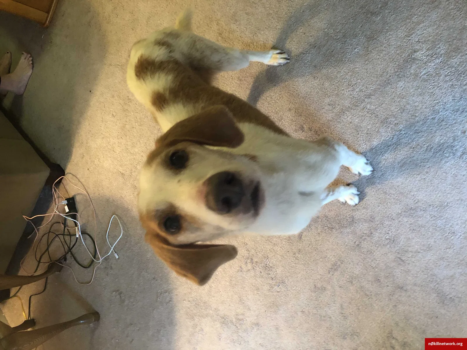 Lost dog in Wilmington, NC, 28405