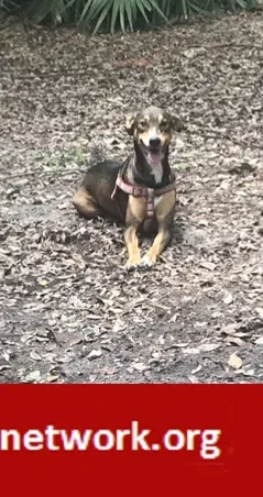 Lost dog in Lake Butler, FL, 32054